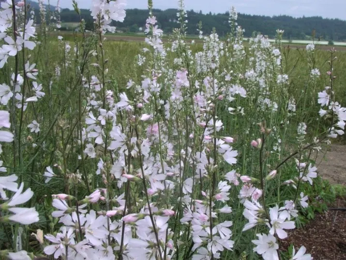 Checkermallow (Sidalcea Campestris) — showcase a palette ranging from pale pink to rich magenta; perennial for full or half