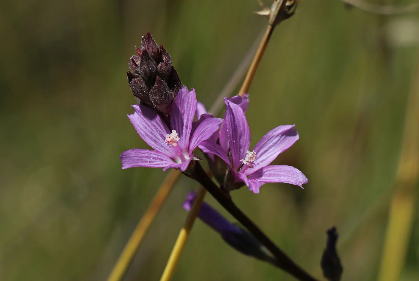 Checkermallow (Sidalcea Campestris) — withstanding winter temperatures down to -20&deg;F; is a herbaceous perennial boasting showy pink to lavender, image 74