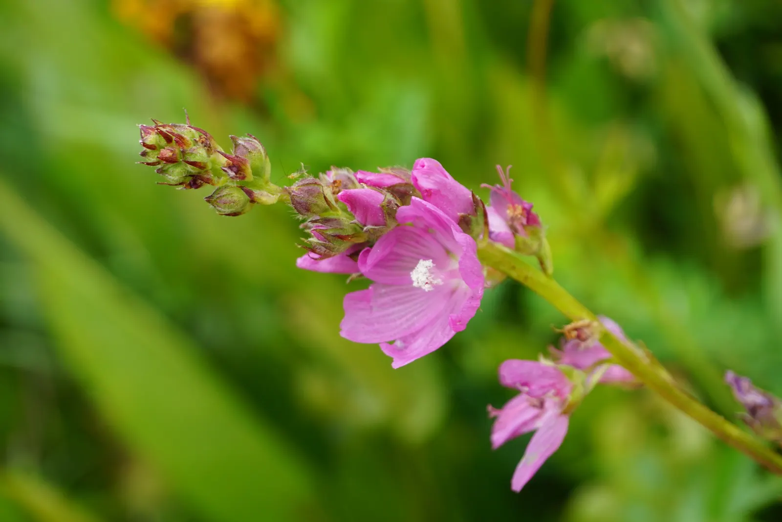 Checkermallow (Sidalcea Campestris) — To encourage a more prolific second bloom, deadheading the initial flowers may be beneficial; its upright, image 102