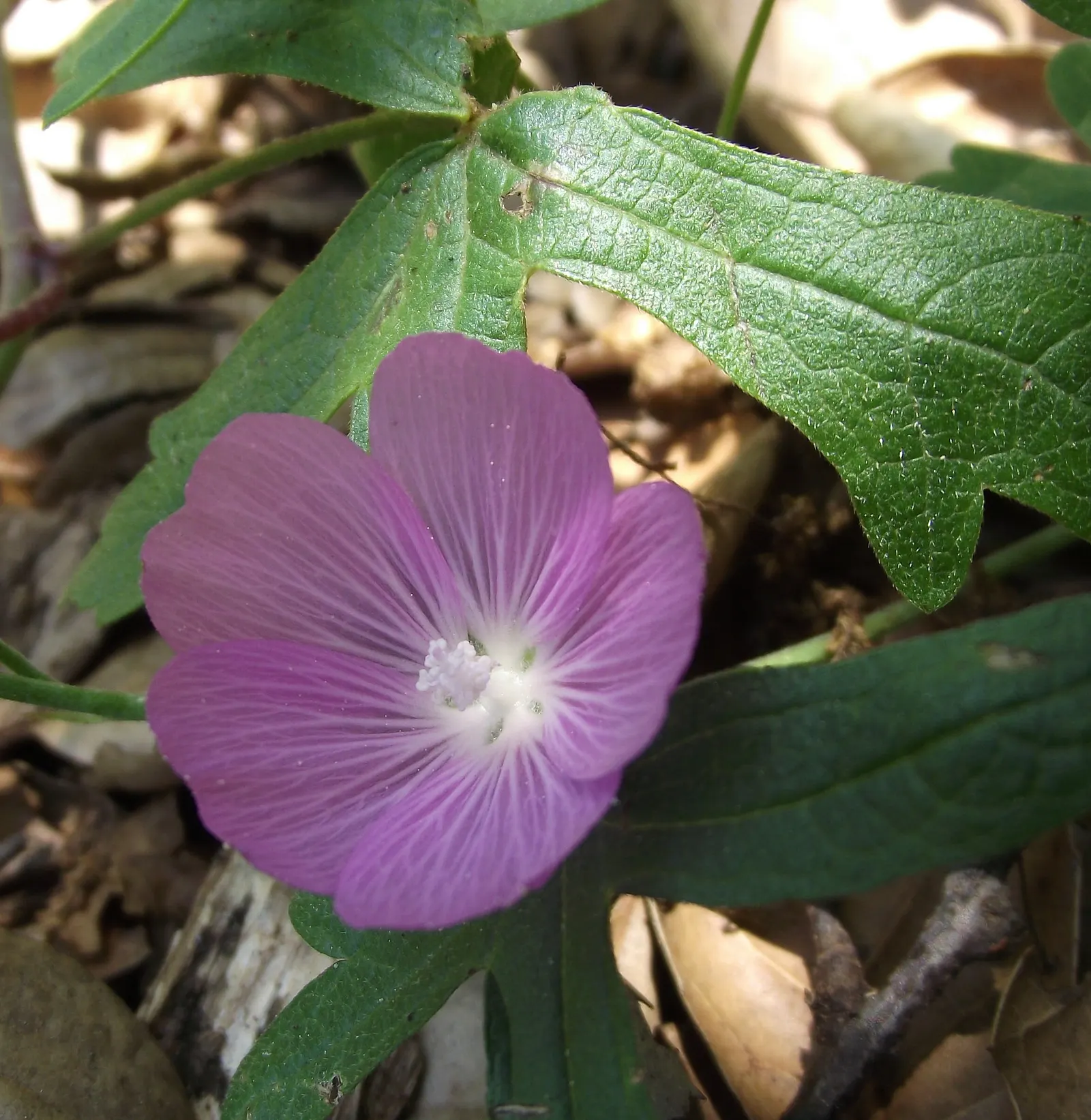 Checkermallow (Sidalcea Campestris) — Sidalcea campestris requires full sun to part shade and well-drained soil; commonly known as meadow, image 97