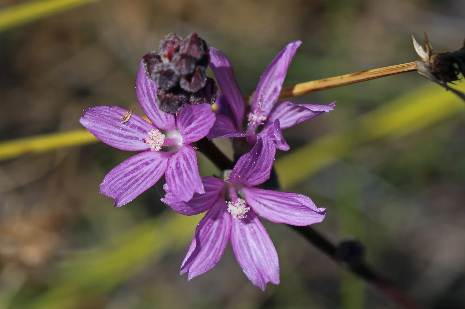 Checkermallow (Sidalcea Campestris) — typically grows to a modest height of 2 to 4 feet with a spread of 1 to 2 feet; perennial with pink and white blooms