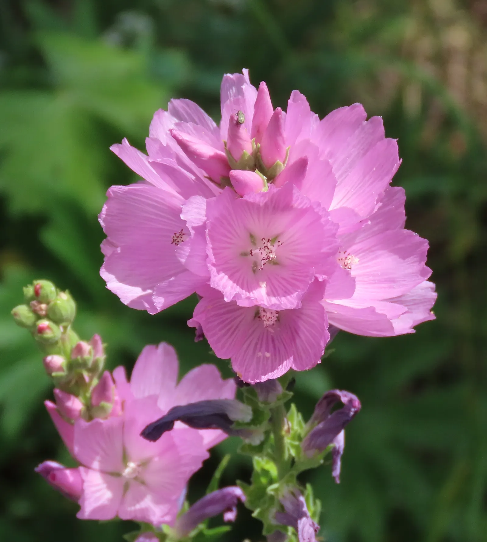 Checkermallow (Sidalcea Campestris) — They are relatively drought-tolerant once established