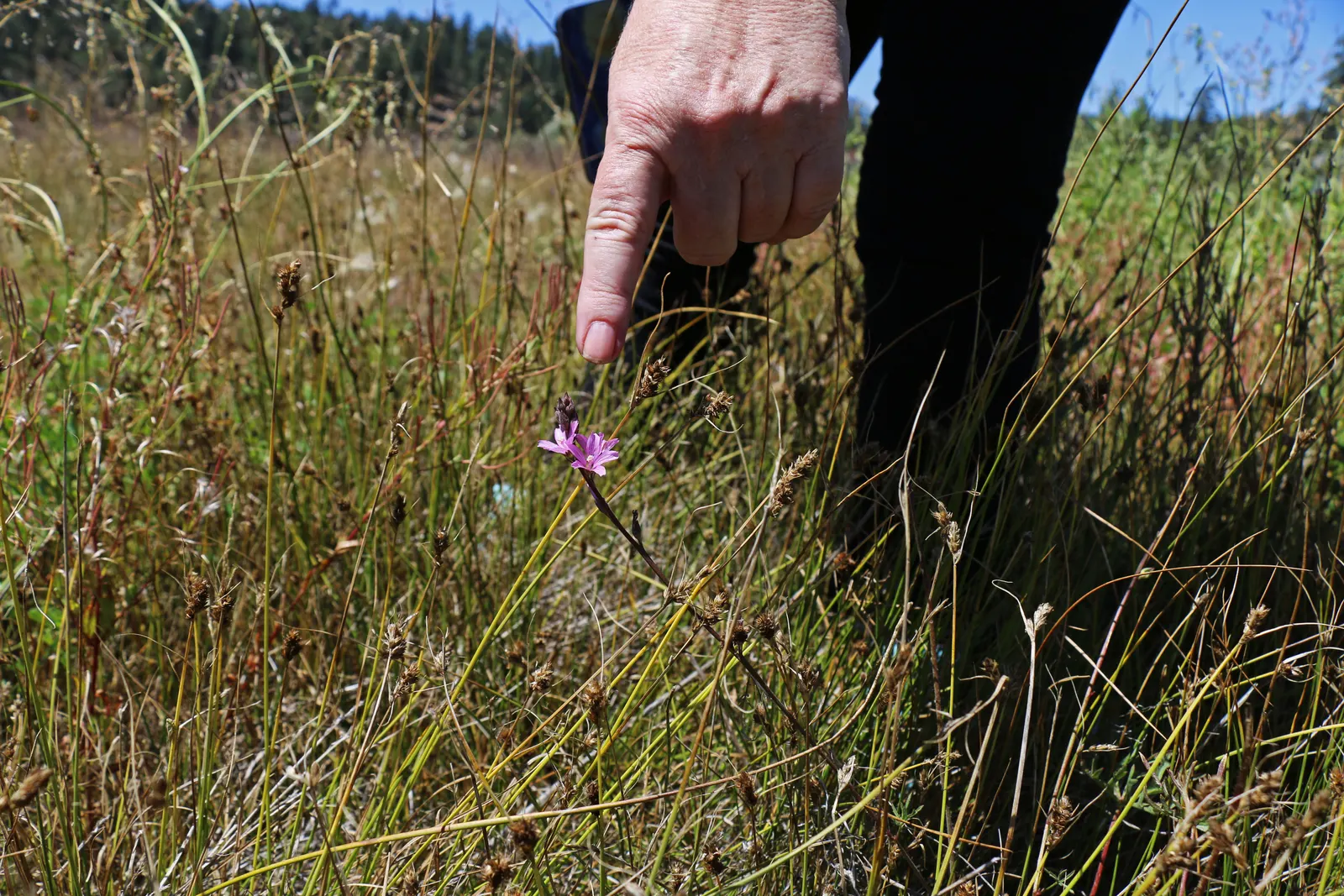 Checkermallow (Sidalcea Campestris) — showcase a palette ranging from pale pink to rich magenta