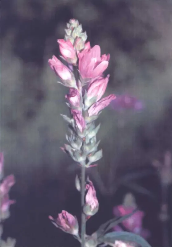Checkermallow (Sidalcea Campestris) — offering seasonal beauty and vibrancy to the garden year after year; it has a clumping habit, reaching 2-4, image 105