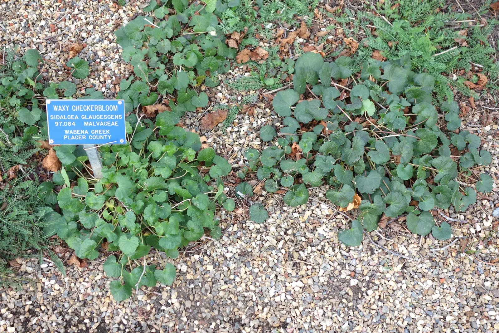 Checkermallow (Sidalcea Campestris) — perennial for full or half