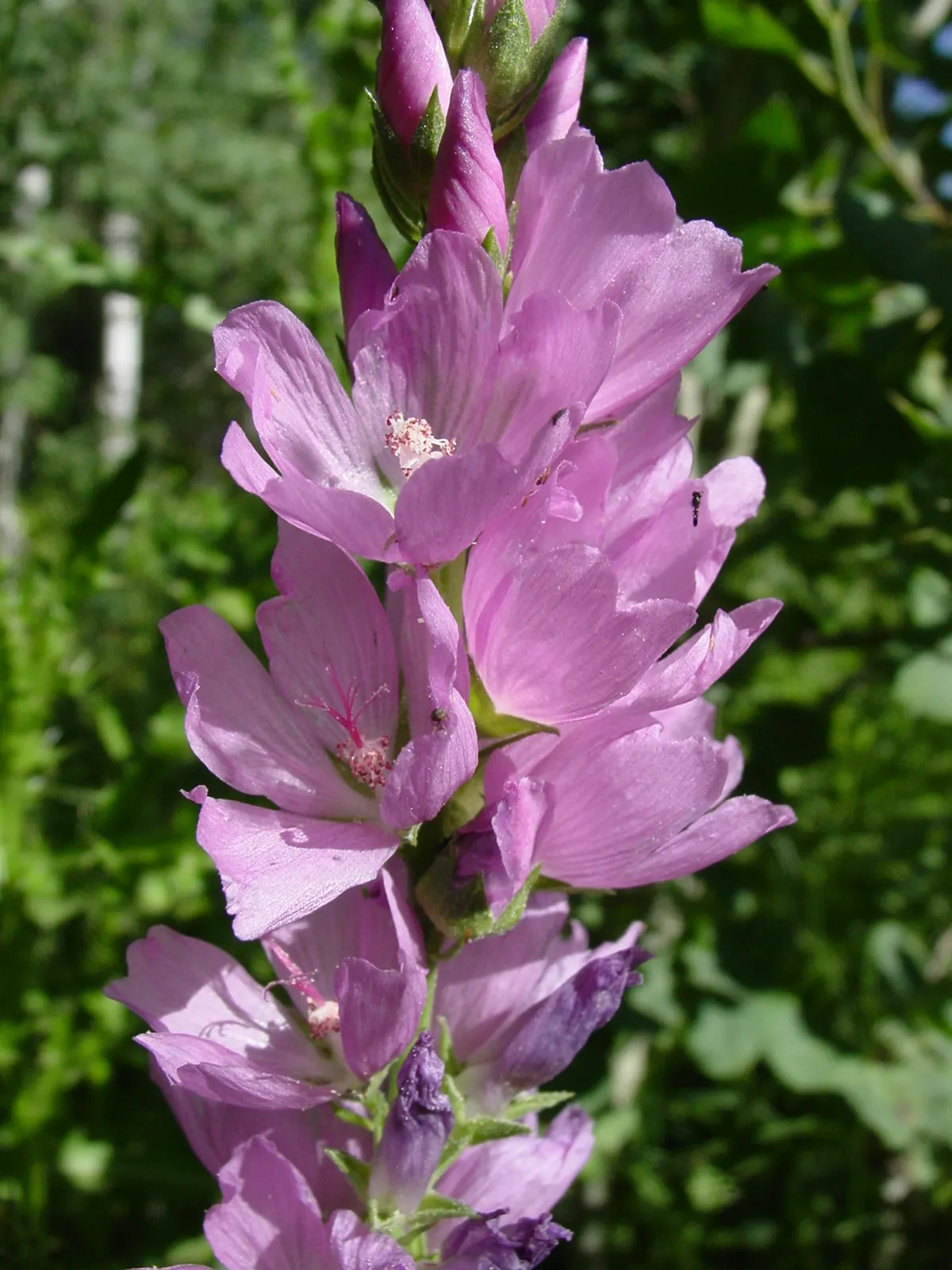 Checkermallow (Sidalcea Campestris) — is a herbaceous perennial boasting showy pink to lavender hibiscus-like flowers in summer; which measure, image 110