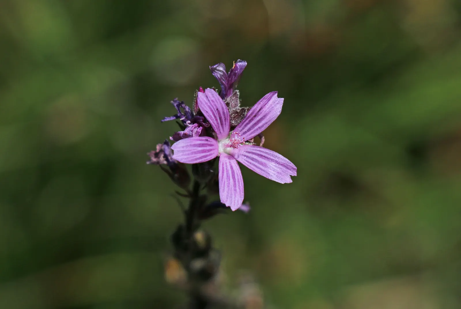 Checkermallow (Sidalcea Campestris) — including butterflies and bees.<br><br>For best growth; to encourage a more prolific second bloom, deadheading the