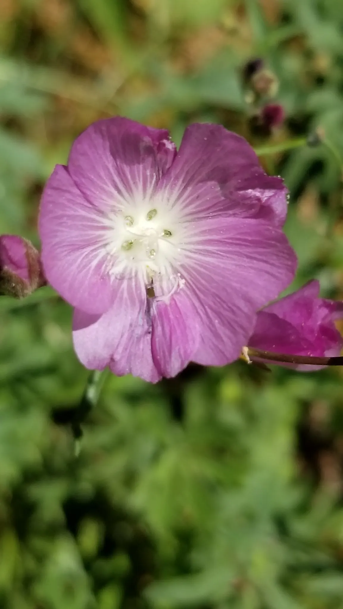 Checkermallow (Sidalcea Campestris) — hailing from the mallow family; consider mass-planting Checkermailows or using them as a border along walkways, image 61