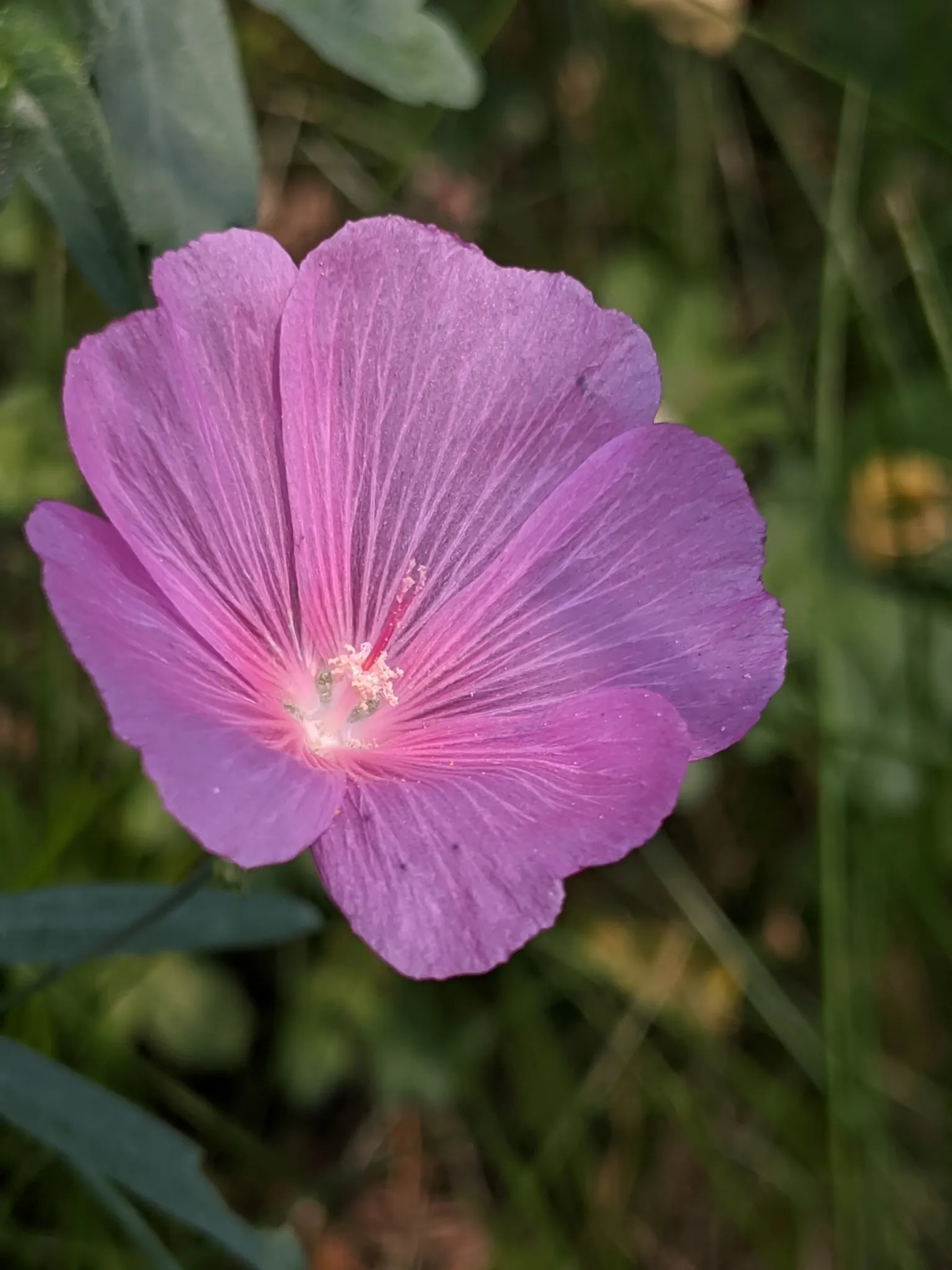 Checkermallow (Sidalcea Campestris) — perennial with pink and white blooms