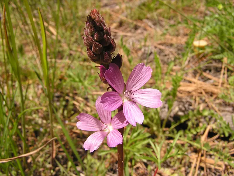 Checkermallow (Sidalcea Campestris) — perennial for full or half; offering seasonal beauty and vibrancy to the garden year after year, image 81