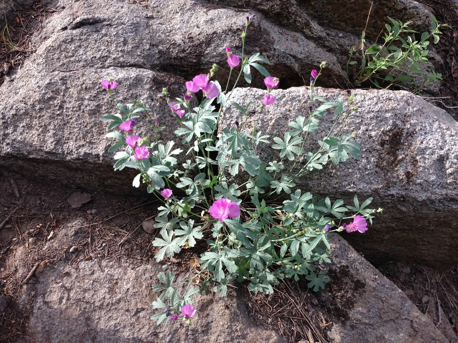 Checkermallow (Sidalcea Campestris) — typically grows to a modest height of 2 to 4 feet with a spread of 1 to 2 feet