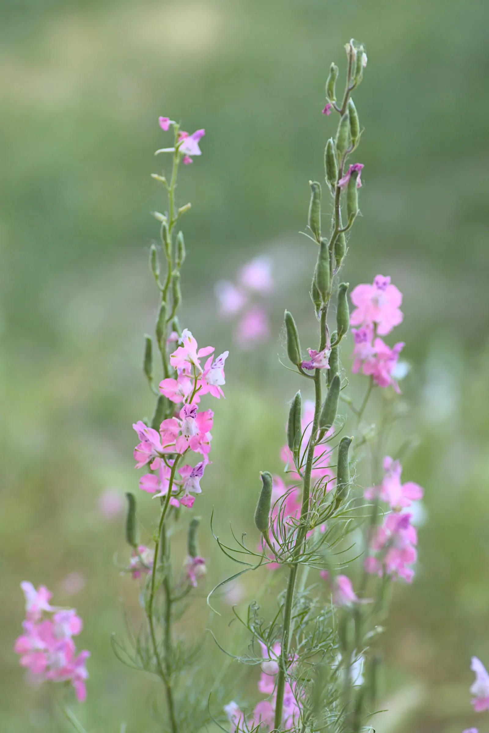 Checkermallow (Sidalcea Campestris) — To encourage a more prolific second bloom, deadheading the initial flowers may be beneficial; its upright, image 75