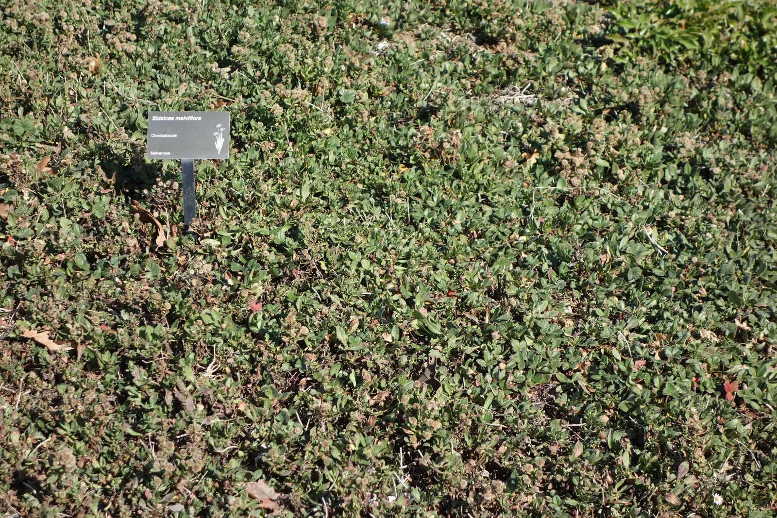 Checkermallow (Sidalcea Campestris) — which become more simplistic as they ascend the stems.<br><br>From early to mid-summer; set against a, image 64