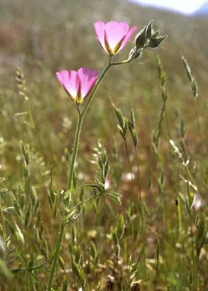 Checkermallow (Sidalcea Campestris) — perennial with pink and white blooms; they are relatively drought-tolerant once established