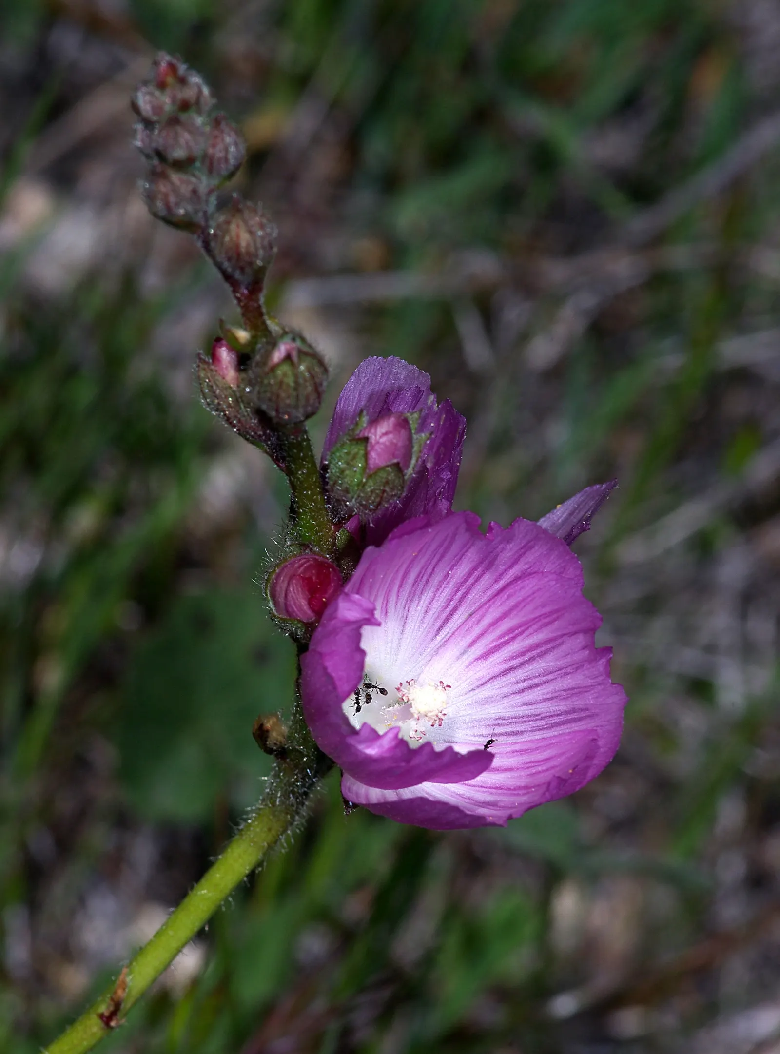 Checkermallow (Sidalcea Campestris) — pink and white flowers in the garden