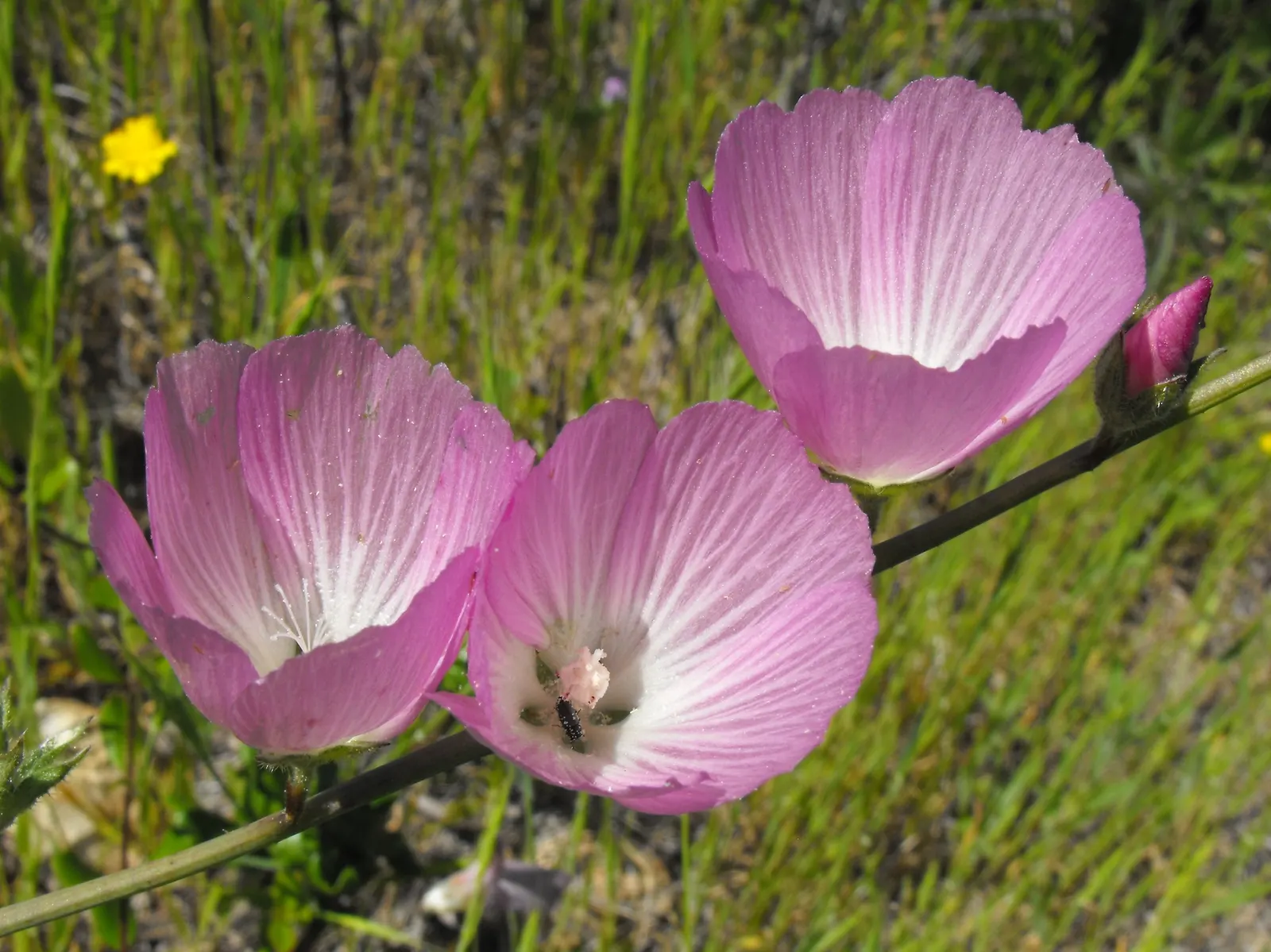 Checkermallow (Sidalcea Campestris) — hailing from the mallow family
