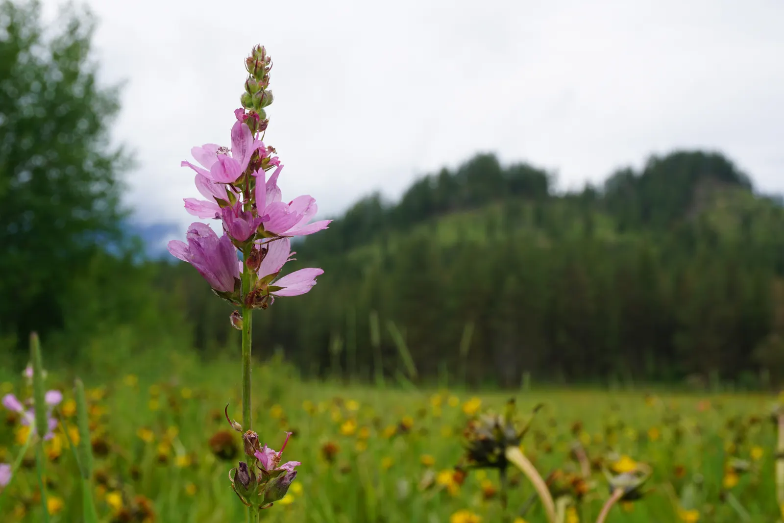 Checkermallow (Sidalcea Campestris) — typically grows to a modest height of 2 to 4 feet with a spread of 1 to 2 feet; perennial with pink and white, image 89