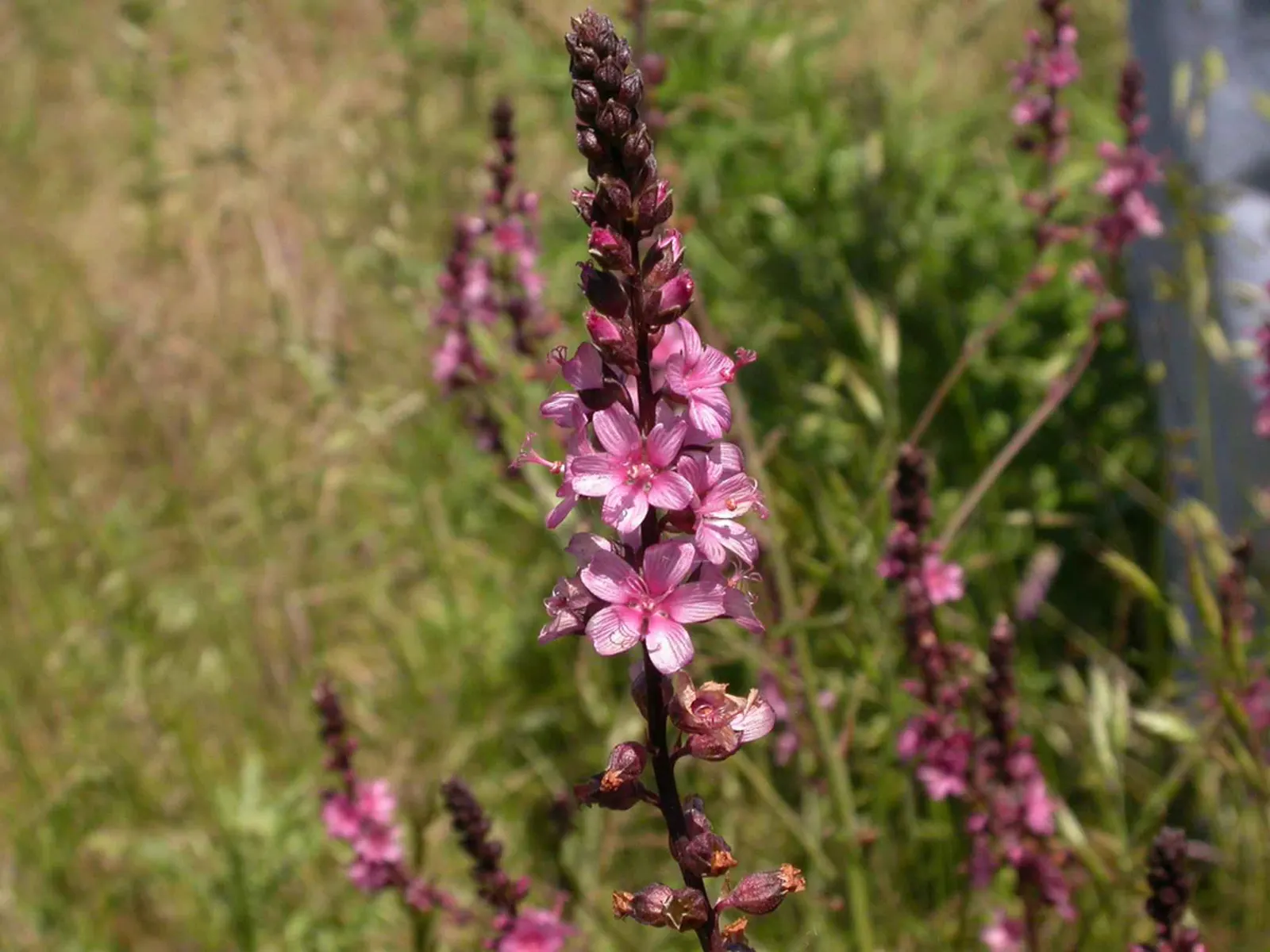 Checkermallow (Sidalcea Campestris) — This North American native; showcase a palette ranging from pale pink to rich magenta, image 60