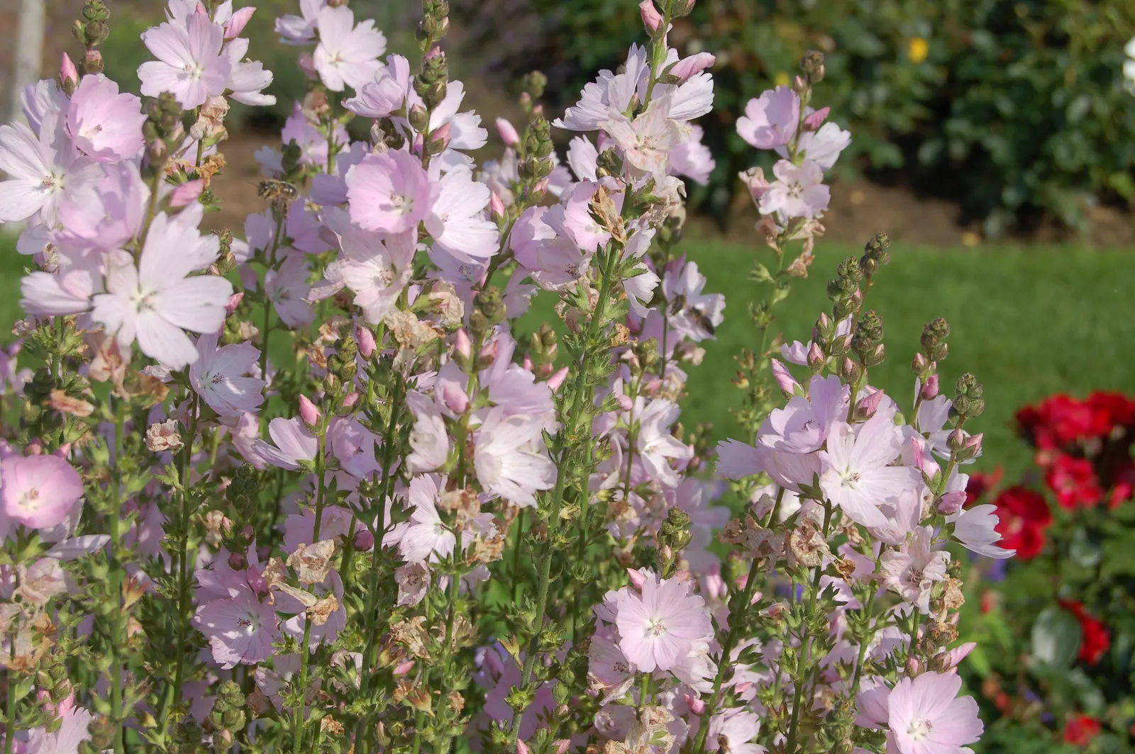 Checkermallow (Sidalcea Campestris) — With its delightful blooms and ease of care; sidalcea campestris requires full sun to part shade and, image 76