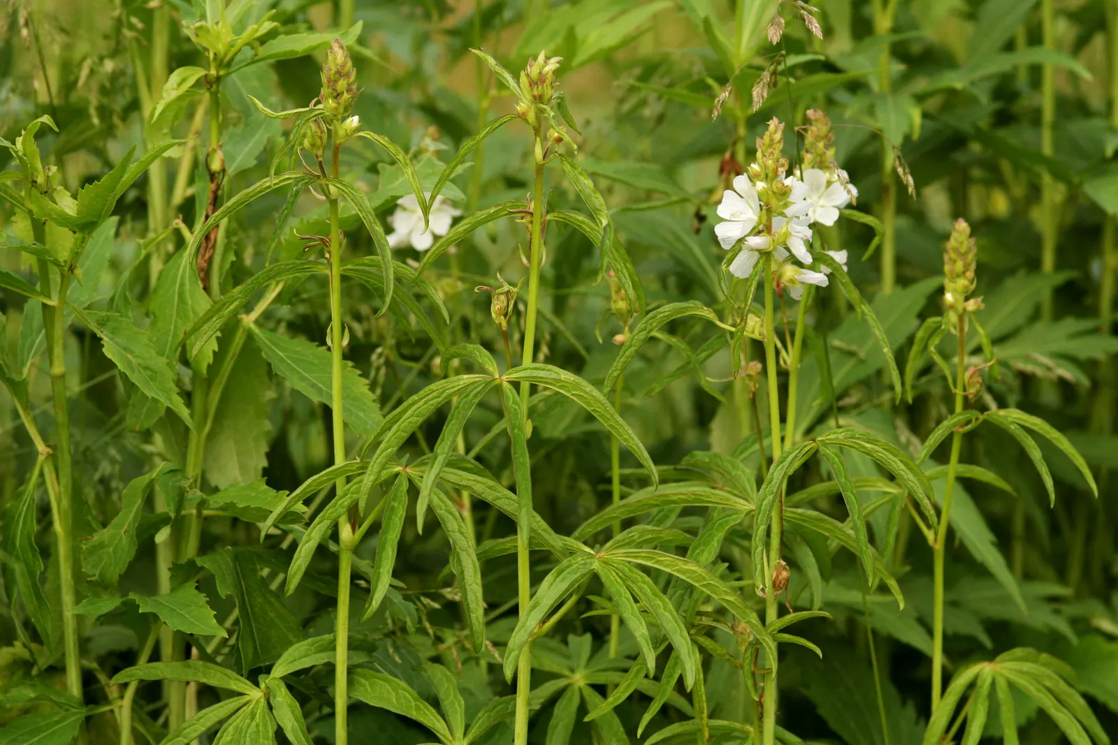 Checkermallow (Sidalcea Campestris) — set against a backdrop of deep green foliage
