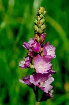 Checkermallow (Sidalcea Campestris) — which become more simplistic as they ascend the stems.<br><br>From early to mid-summer; set against a, image 91