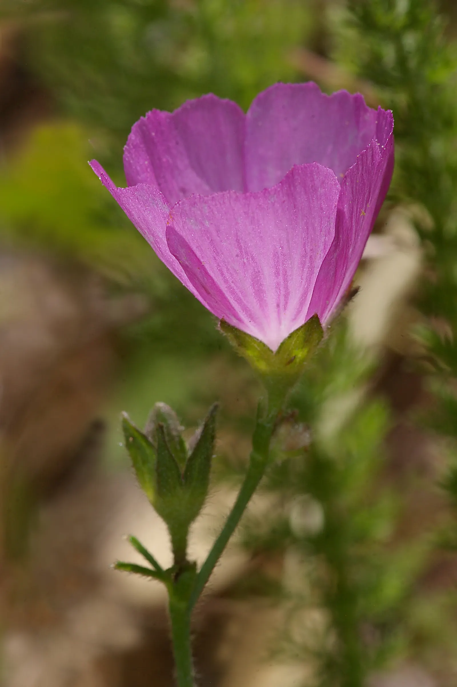 Checkermallow (Sidalcea Campestris) — Its upright form is graced by lobed leaves at the base; this North American native, image 63