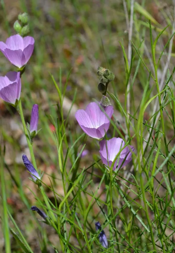 Checkermallow (Sidalcea Campestris) — commonly known as meadow checkermallow