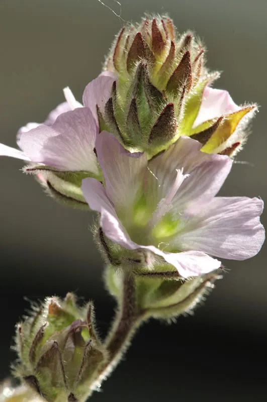 Checkermallow (Sidalcea Campestris) — It has a clumping habit, reaching 2-4 feet tall and spreading up to 1.5 feet wide