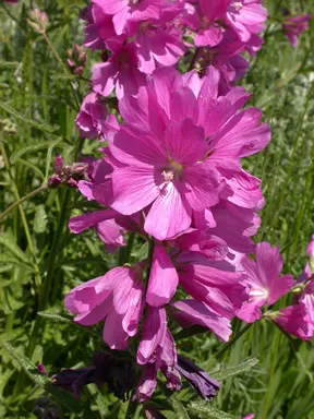Checkermallow (Sidalcea Campestris) — the Checkermallow is a splendid addition to any landscape design, image 104
