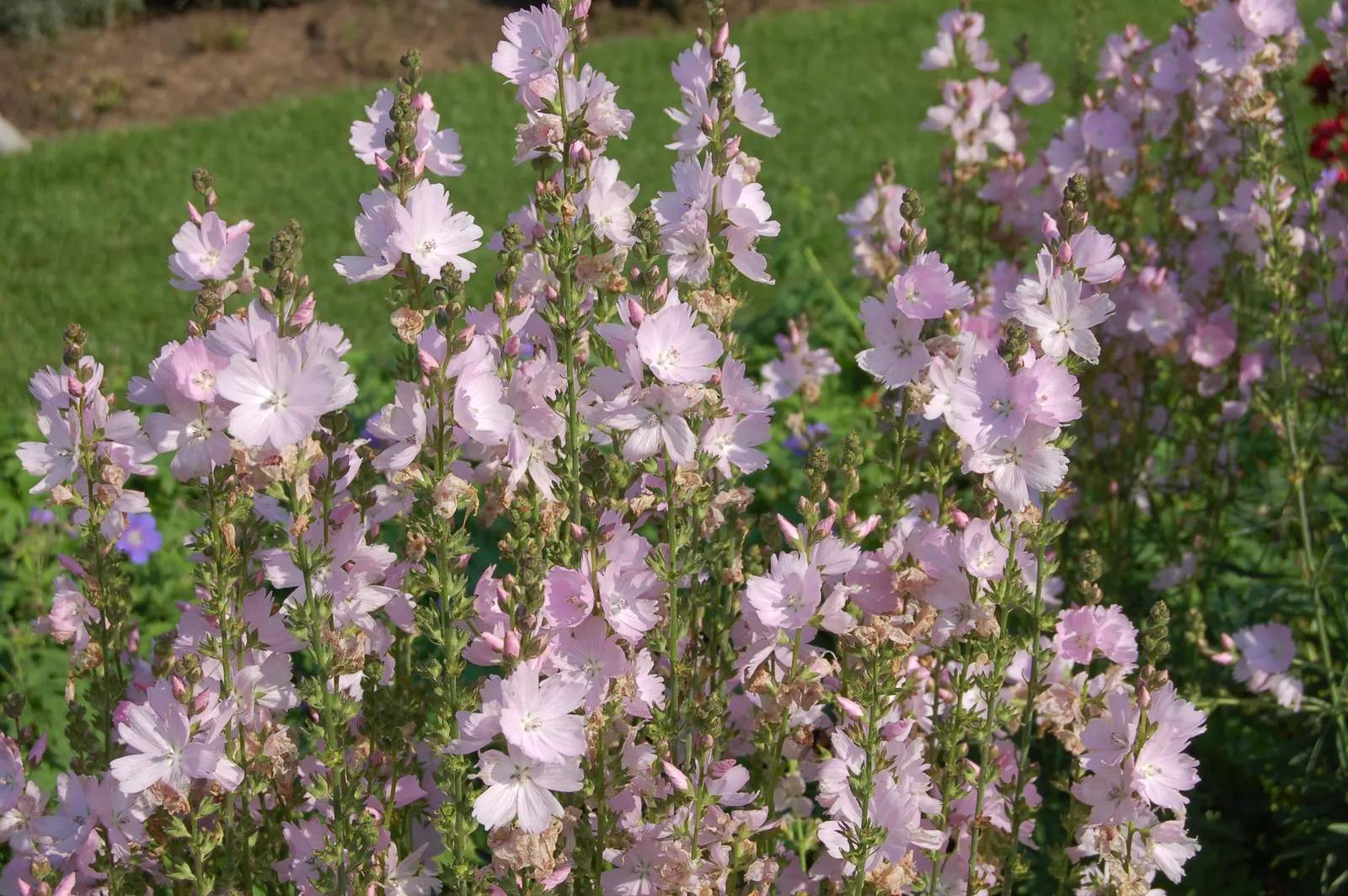 Checkermallow (Sidalcea Campestris) — pink and white flowers in the garden; which become more simplistic as they ascend the stems.<br><br>From early to