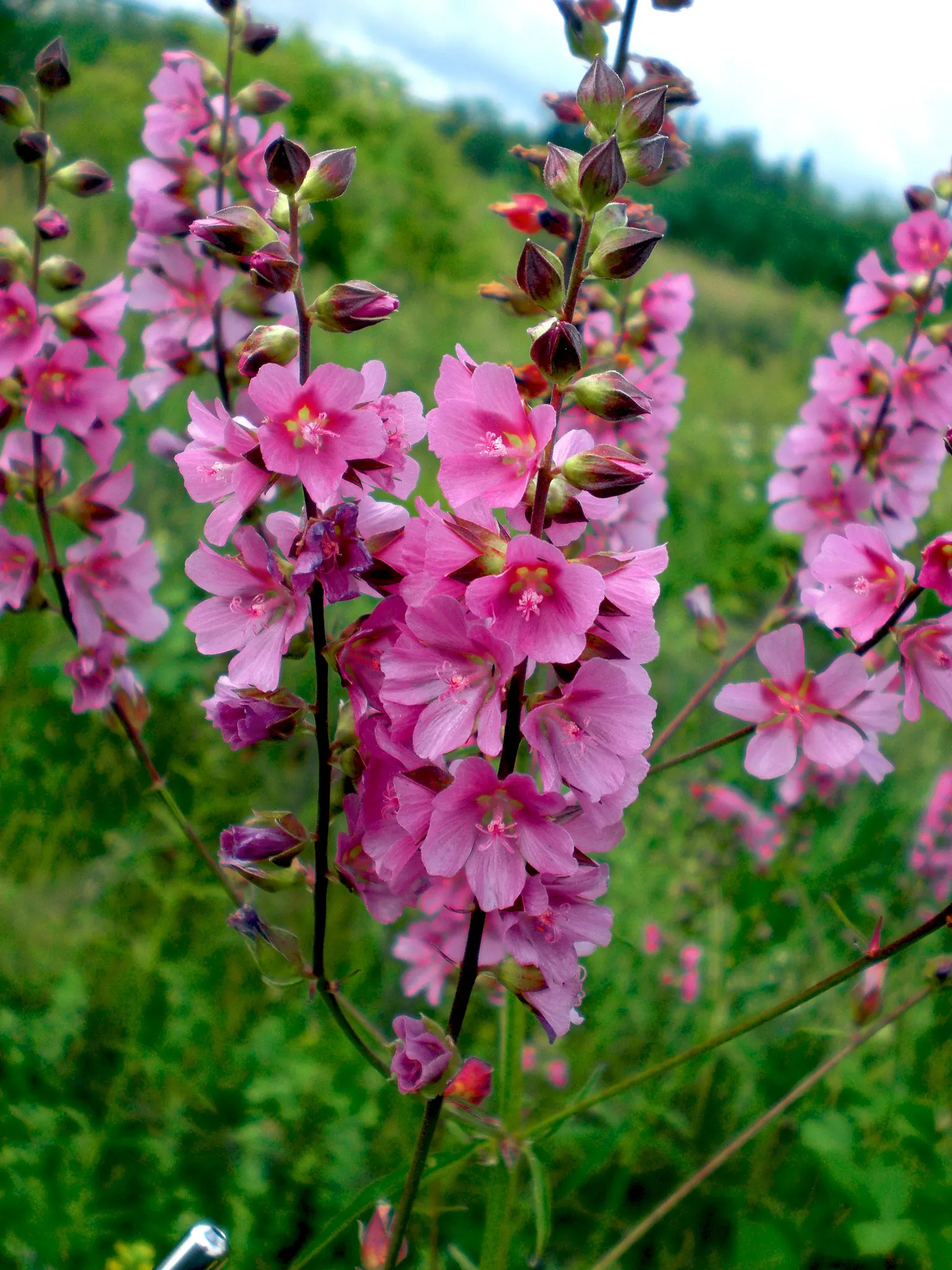 Checkermallow (Sidalcea Campestris) — perennial for full or half; offering seasonal beauty and vibrancy to the garden year after year