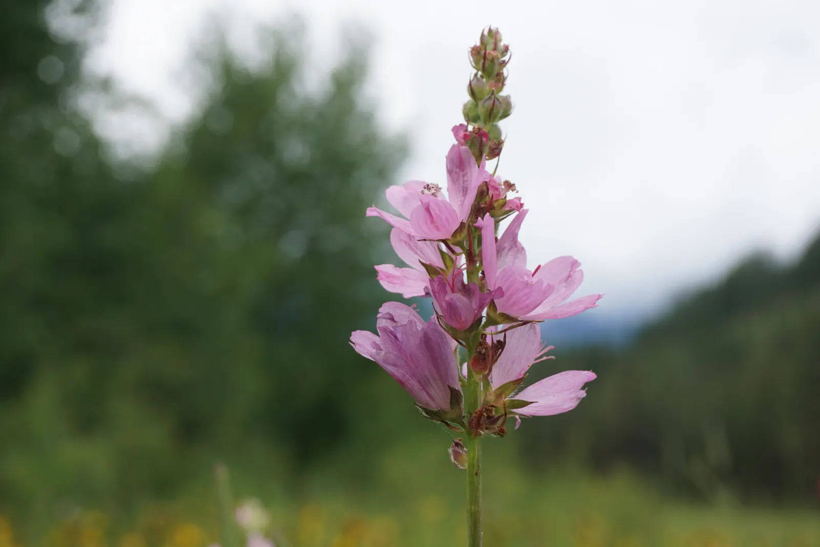Checkermallow (Sidalcea Campestris) — It has a clumping habit, reaching 2-4 feet tall and spreading up to 1.5 feet wide; making them a wise choice, image 111