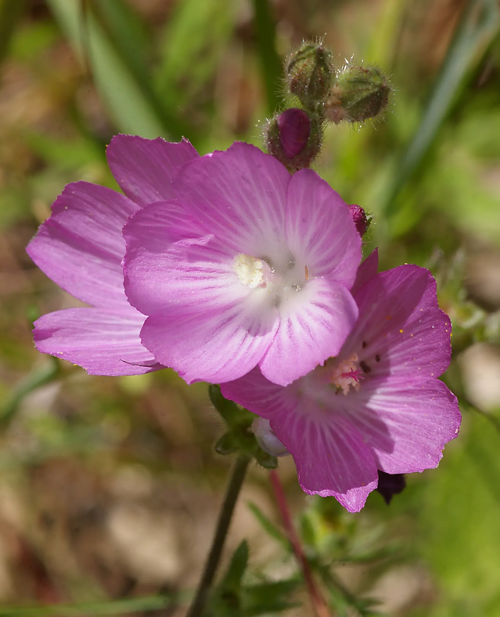 Checkermallow (Sidalcea Campestris) — is a charming perennial that brings a touch of whimsy to any landscape design, image 32