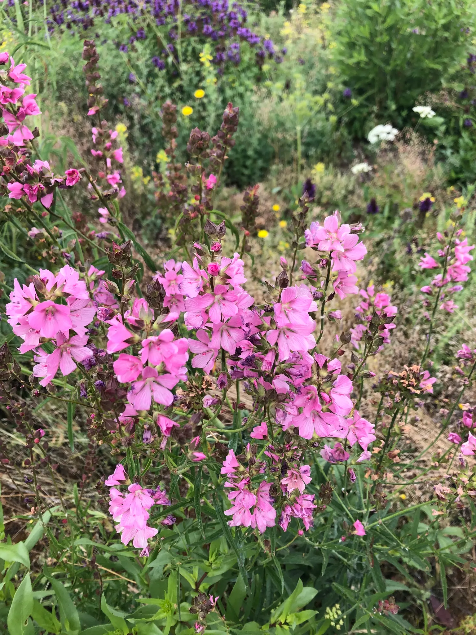 Checkermallow (Sidalcea Campestris) — consider mass-planting Checkermailows or using them as a border along walkways; with its delightful blooms and ease of