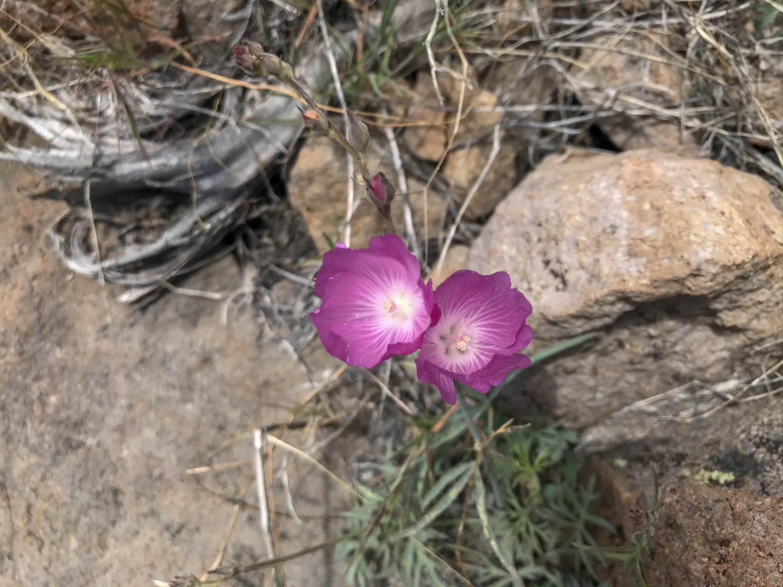 Checkermallow (Sidalcea Campestris) — withstanding winter temperatures down to -20&deg;F; is a herbaceous perennial boasting showy pink to lavender