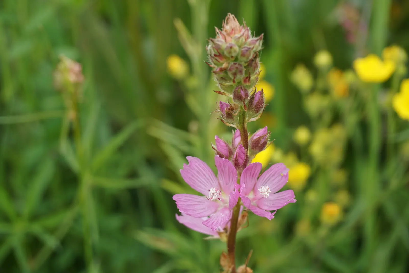 Checkermallow (Sidalcea Campestris) — set against a backdrop of deep green foliage; hailing from the mallow family, image 94