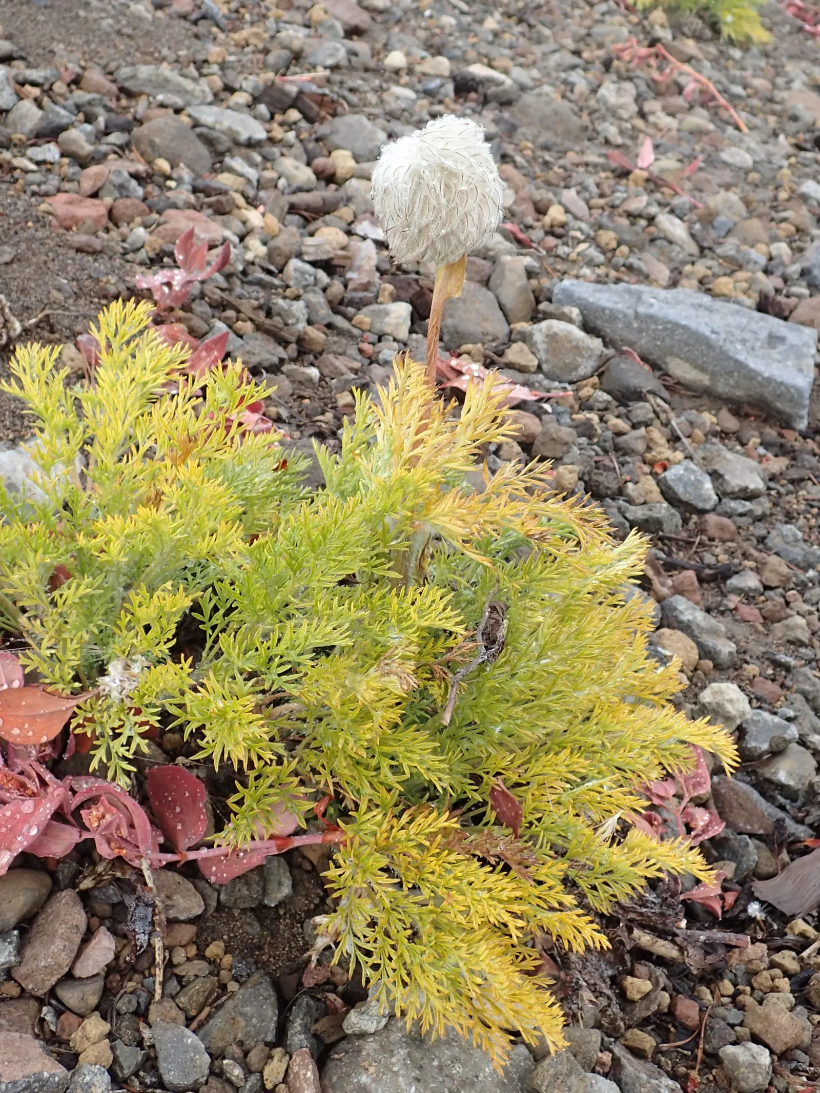 Western Anemone (Anemone Occidentalis) — of approximately 12 inches; perennial with white and yellow blooms, image 106