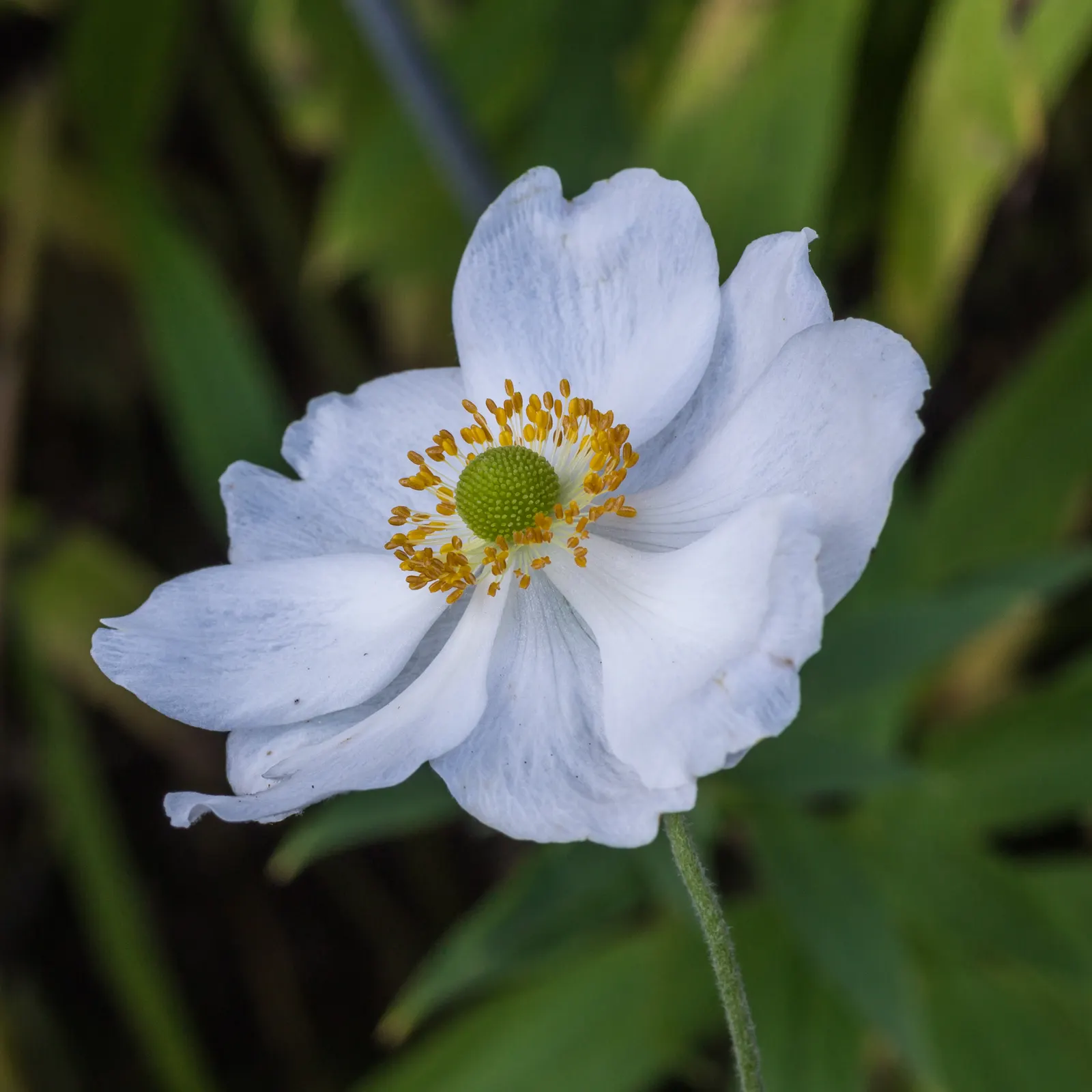 Western Anemone (Anemone Occidentalis) — with 3-parted leaves at base