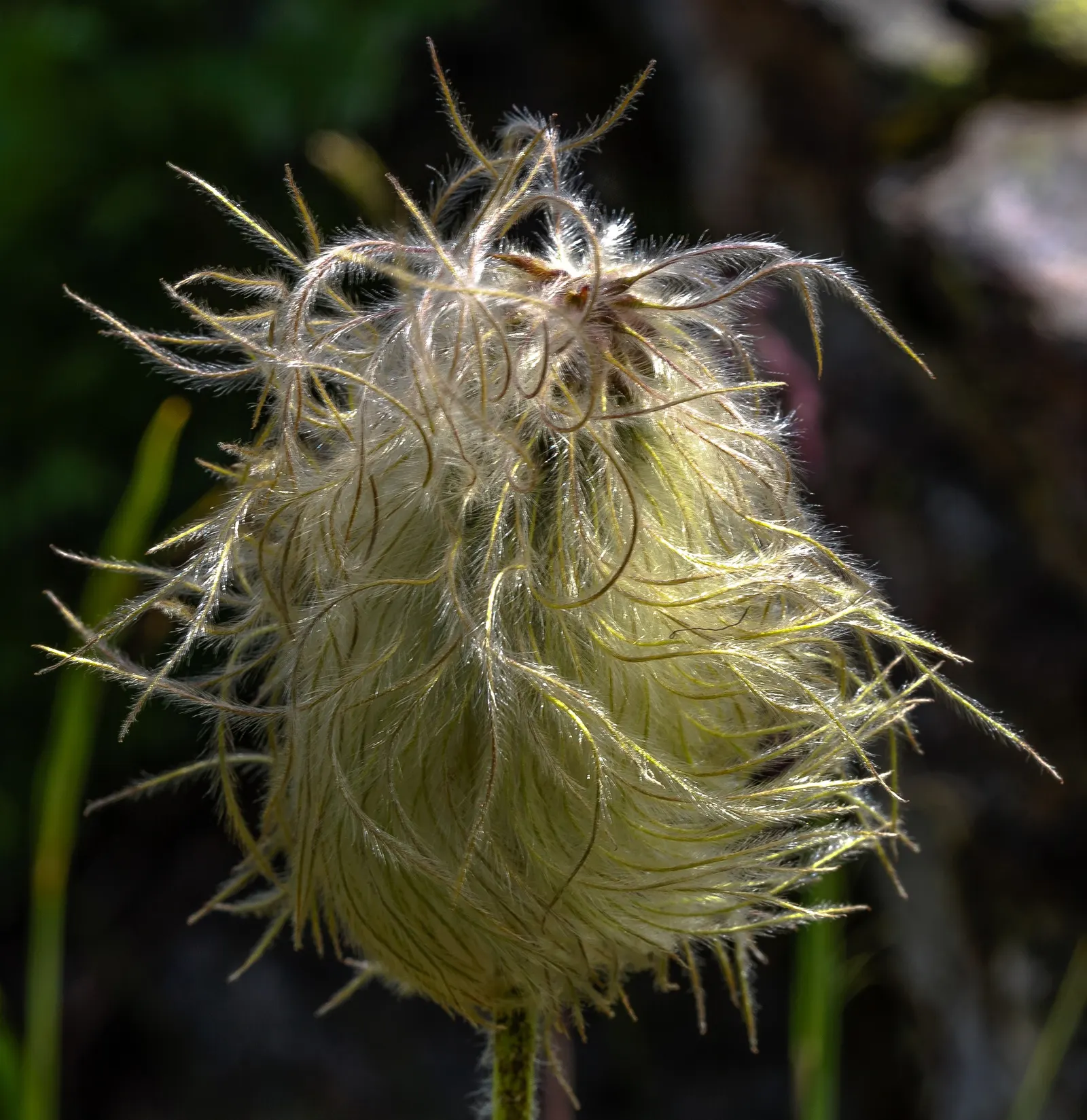 Western Anemone (Anemone Occidentalis) — also known as the Pasque Flower or Tow-headed Baby; perennial for full or half
