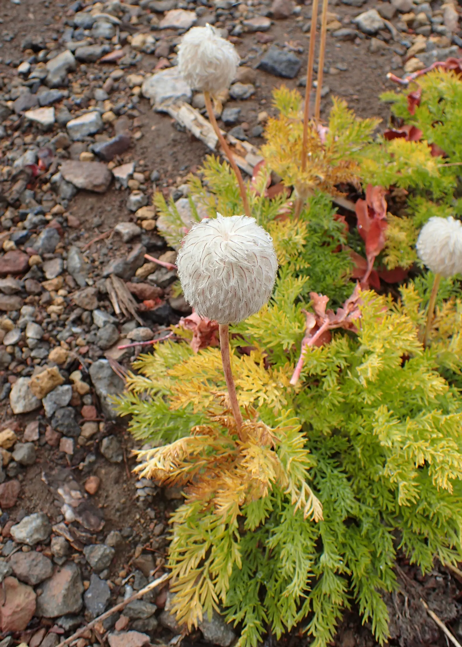 Western Anemone (Anemone Occidentalis) — with each stem typically bearing a single
