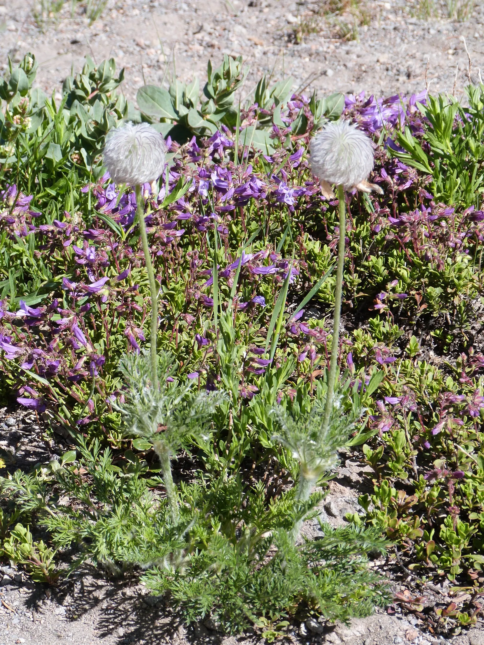 Western Anemone (Anemone Occidentalis) — and it performs best in full sun to partial shade; western Anemone (Anemone occidentalis), image 101