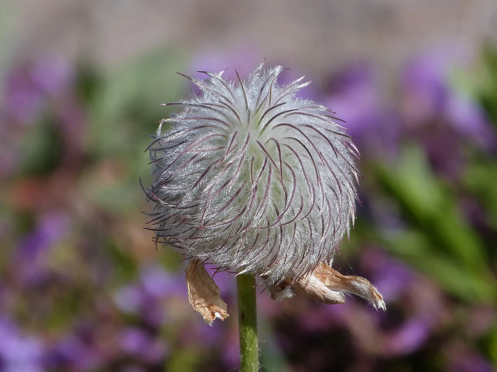 Western Anemone (Anemone Occidentalis) — the plant showcases spherical