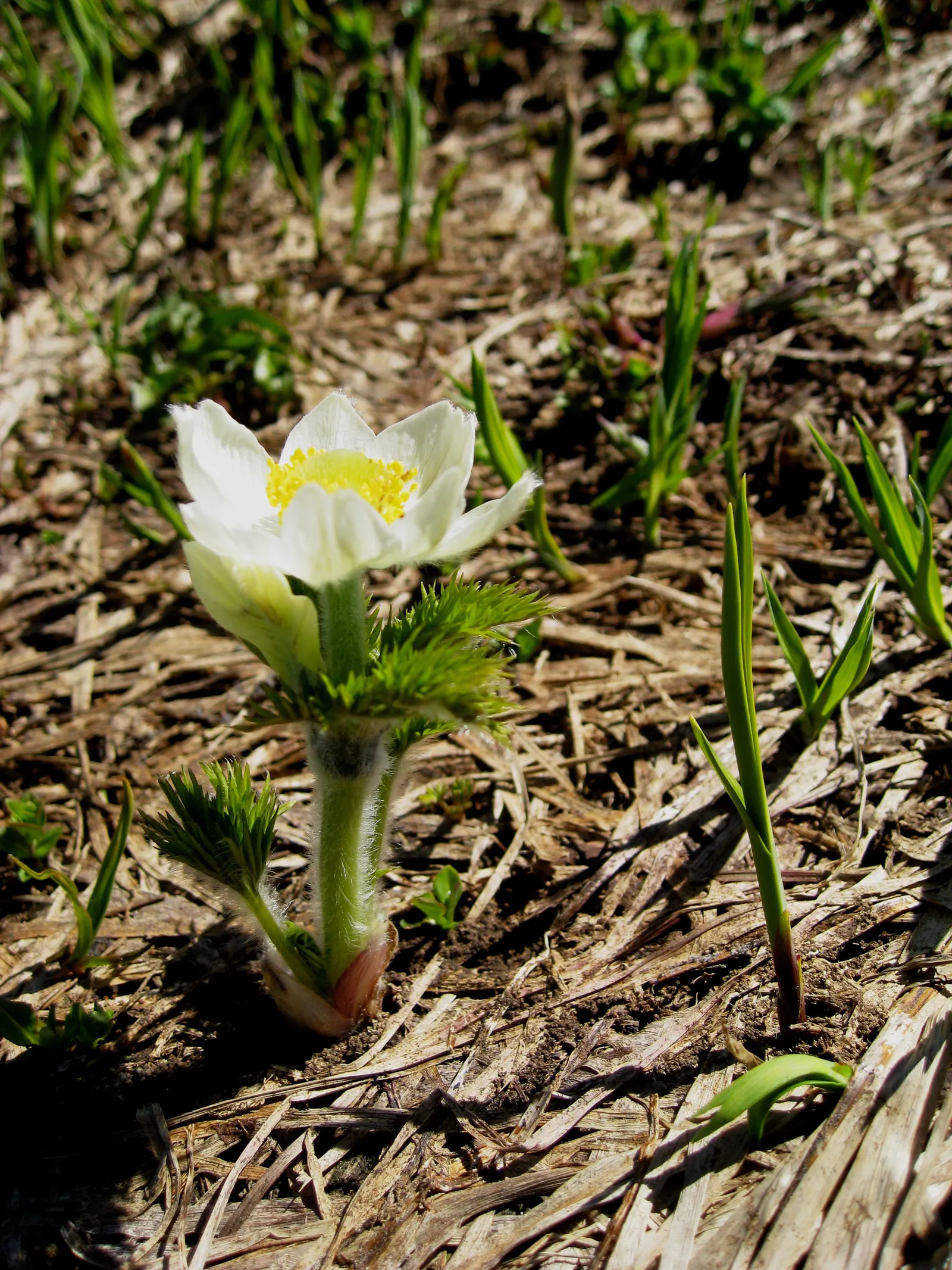 Western Anemone (Anemone Occidentalis) — It thrives in well-draining