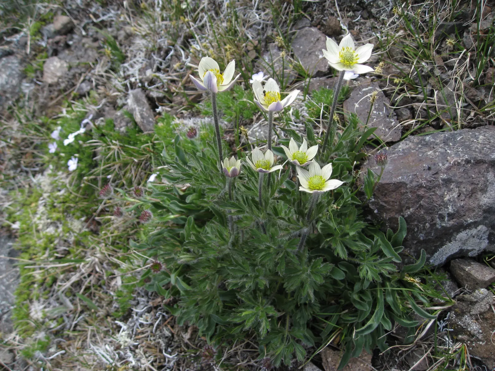 Western Anemone (Anemone Occidentalis) — fluffy seed heads ("cotton balls") post-bloom