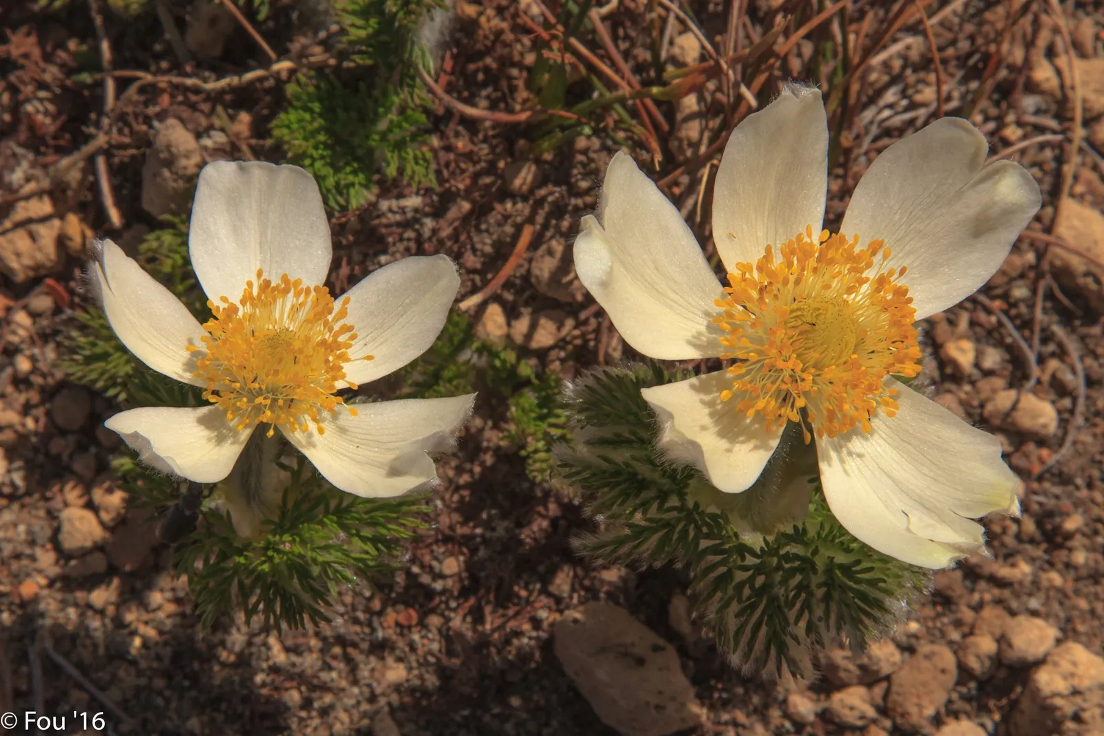 Western Anemone (Anemone Occidentalis) — showcasing delicate white flowers that transition to unique; a charming North American alpine perennial, image 80