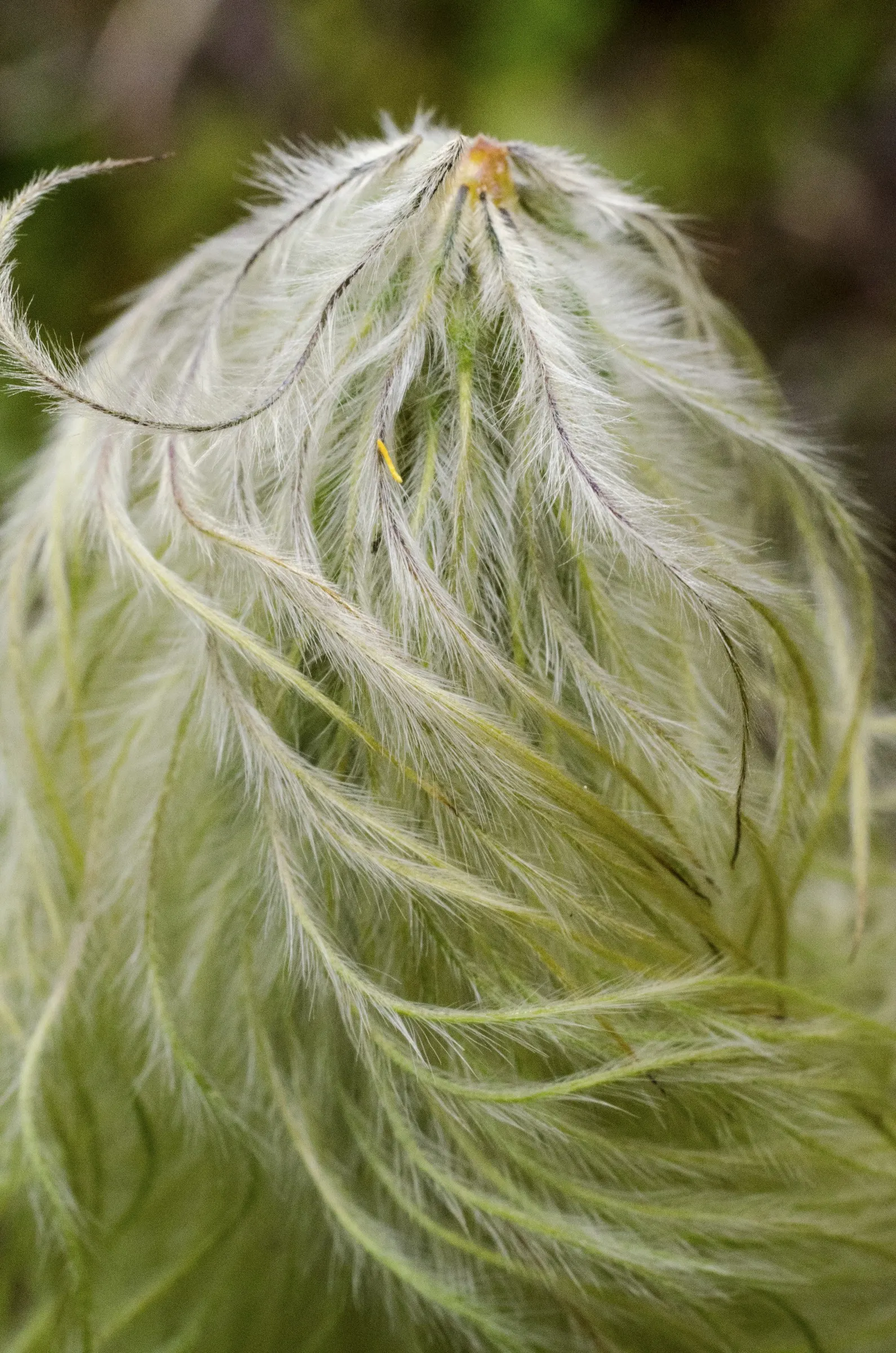 Western Anemone (Anemone Occidentalis) — considering the Western Anemone's soil and light preferences is crucial