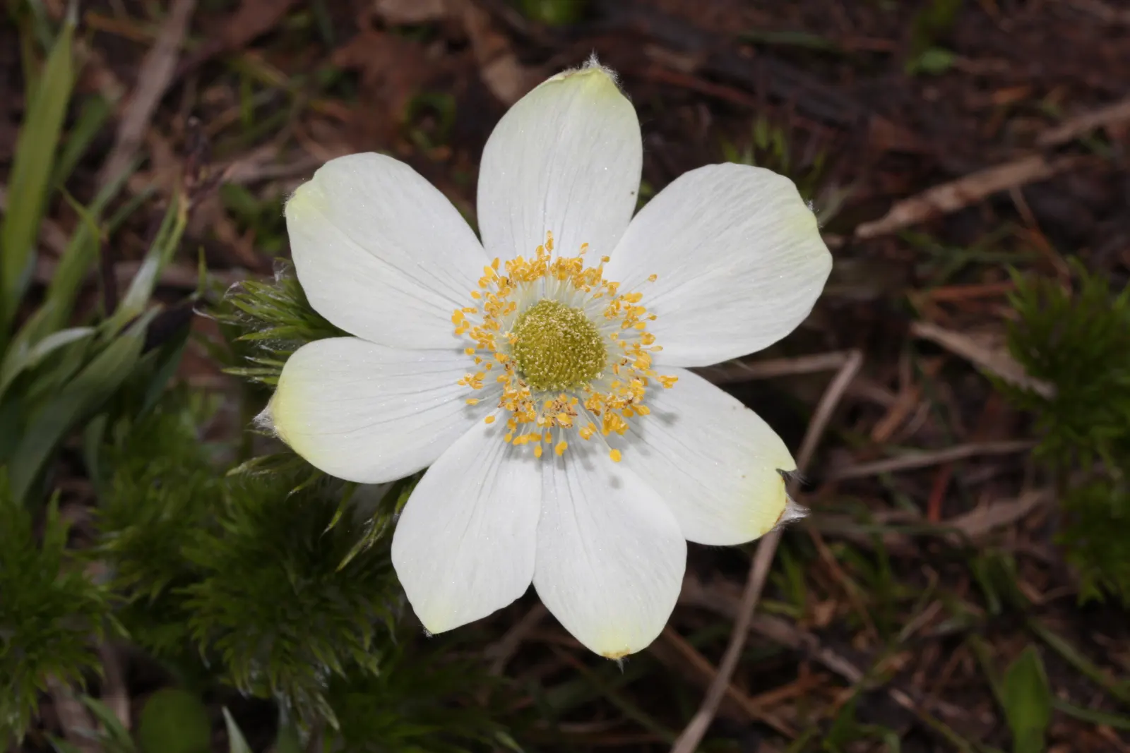 Western Anemone (Anemone Occidentalis) — at elevations typically between 5,000 to 11,000 feet