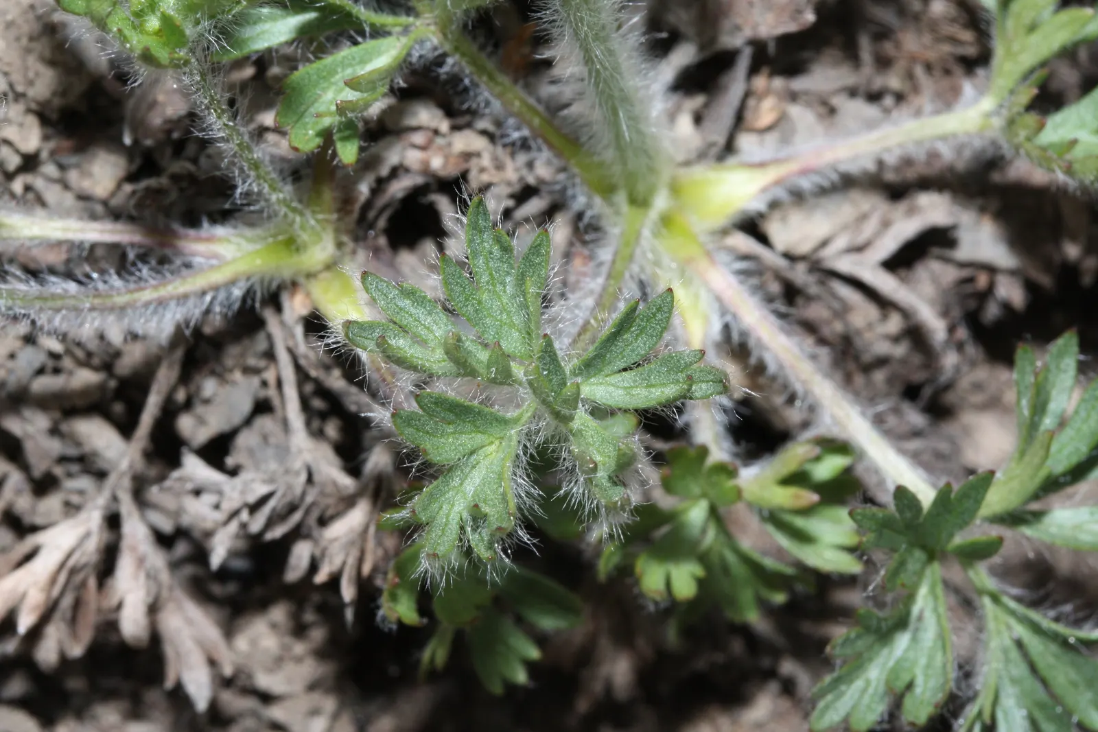 Western Anemone (Anemone Occidentalis) — Western Anemone (Anemone occidentalis)