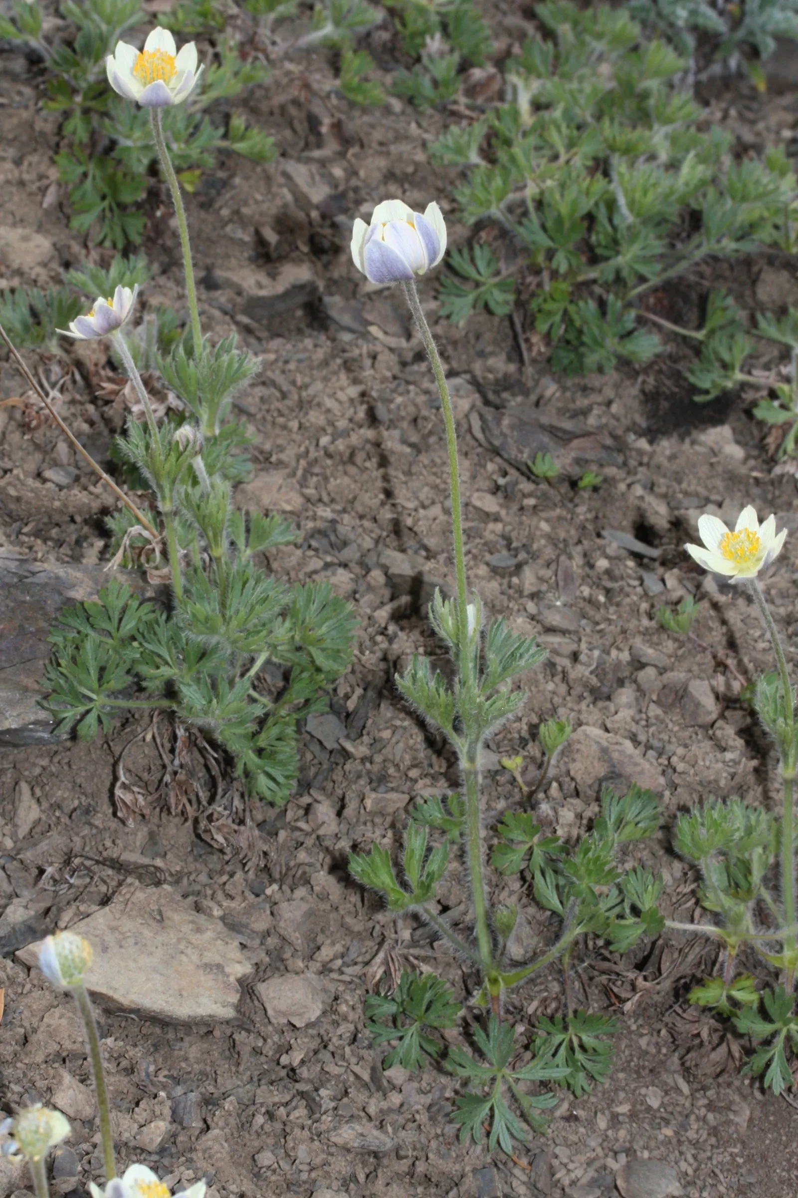 Western Anemone (Anemone Occidentalis) — Ideal for rock gardens, it adds a whimsical, airy texture and requires minimal maintenance once, image 83