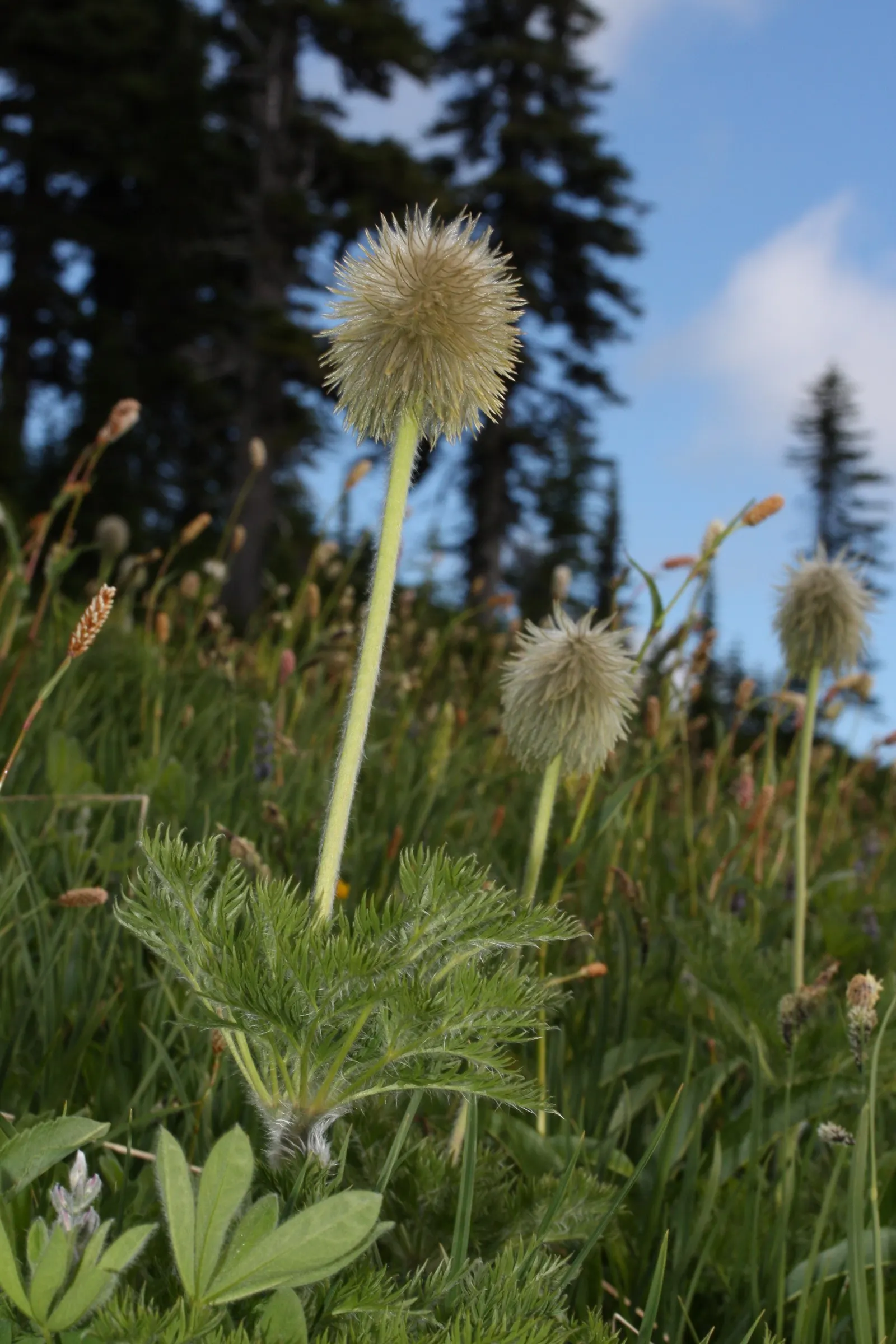 Western Anemone (Anemone Occidentalis) — This wildflower has a robust adaptability to cold climates; white and yellow flowers in the garden, image 90